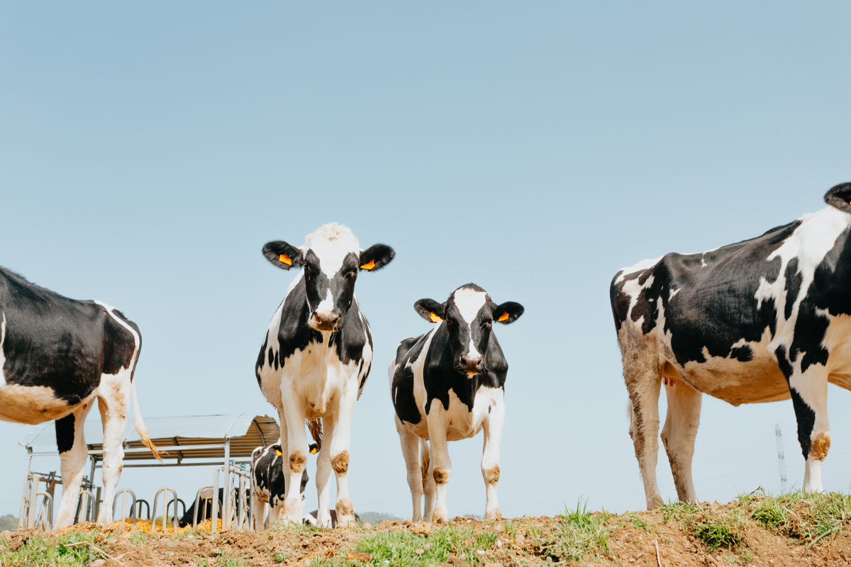 Cattle on pasture